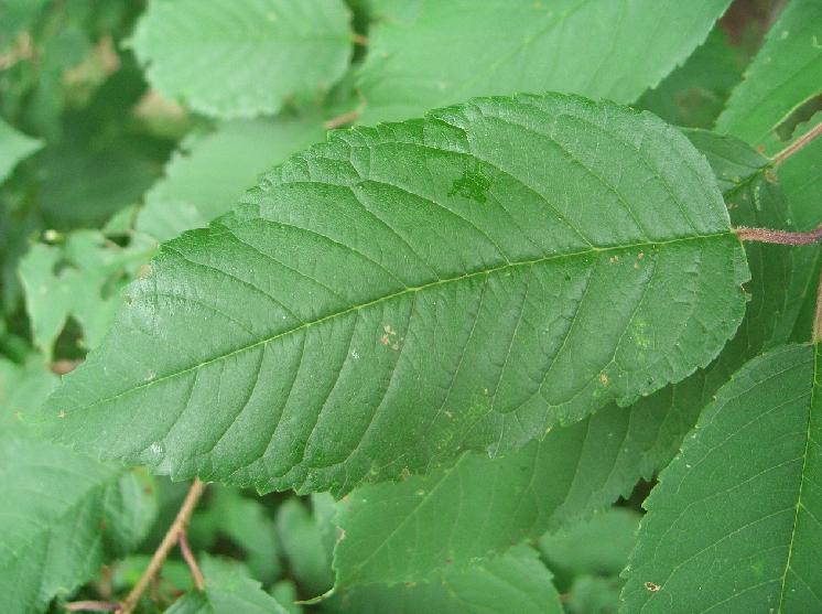Prunus avium / Ciliegio selvatico